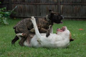 Dogs Playing